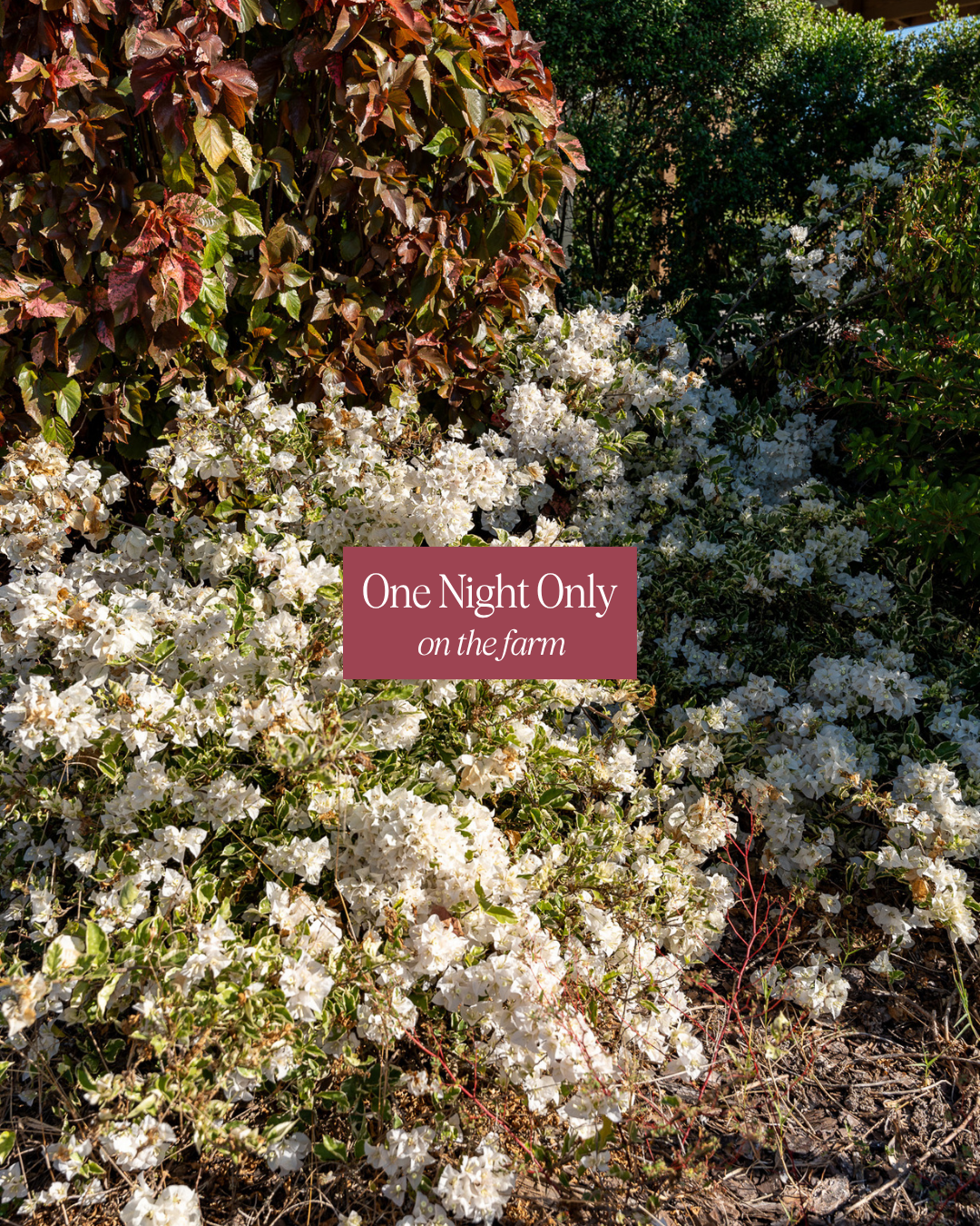 One Night Only on the Farm